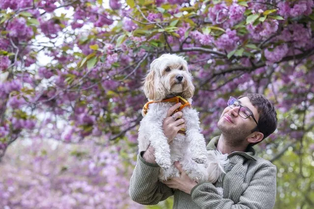 People enjoy the blooming cherry trees with the arrival of spring at Greenwich Park in London, United Kingdom on April 14, 2024. (Photo by Rasid Necati Aslim/Anadolu via Getty Images)