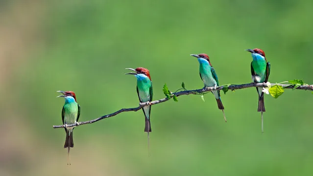 Blue-throated bee eaters in Xiexi village, Nanping, China on June 17, 2019. (Photo by Mei Yongcun/Xinhua News Agency/Barcroft Media)