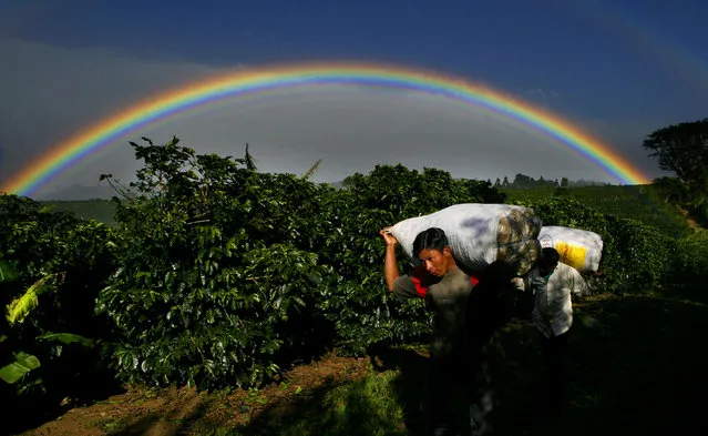 A rainbow frames a Costa Rican coffee picker carrying freshly harvested coffee beans on the Doka Coffee plantation in Alajuela Province, Costa Rica, January 24, 2005. (Photo by Juan Carlos Ulate/Reuters)