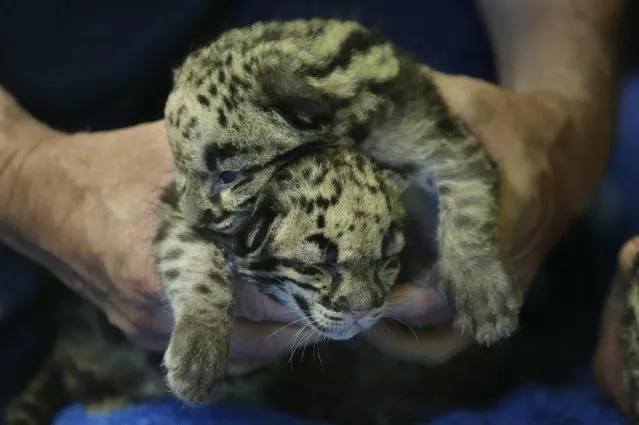 Two of the four clouded leopard cubs currently at the Point Defiance Zoo & Aquarium, are held by a staff biologist Friday, June 5, 2015 in Tacoma, Wash. The quadruplets were born on May 12, 2015 and now weigh about 1.7 lbs. each. Friday was their first official day on display for public viewing, usually during their every-four-hours bottle-feeding sessions, which were started after the cubs' mother did not show enough interest in continuing to nurse them. (AP Photo/Ted S. Warren)