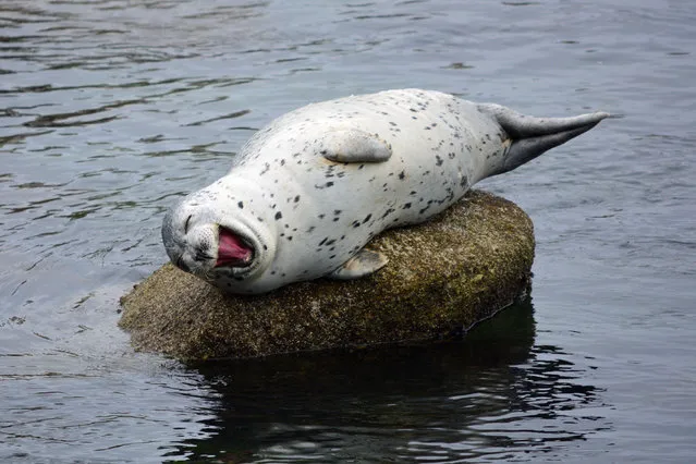 These heart-warming shots show a harbour seal thoroughly enjoying itself – smiling, waving and even LAUGHING while perched on a rock. The seal was spotted having a blast at Fisherman’s Wharf in Monterey, California – an area of the US home to many harbour seals. Keen snapper Veronica Craft admits she loves seals because of their jolly nature. (Photo by Veronica Craft/Caters News)