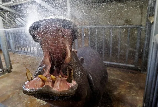 A hippopotamus opens its mouth as it gets a shower inside its enclosure at the Prague Zoo, Czech Republic, July 30, 2019. (Photo by David W. Cerny/Reuters)