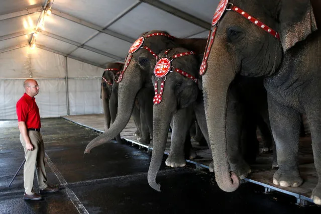 Senior Elephant Handler Ryan Henning checks the performing elephants before Ringling Bros and Barnum & Bailey Circus' “Circus Extreme” show at the Mohegan Sun Arena at Casey Plaza in Wilkes-Barre, Pennsylvania, U.S., April 29, 2016. (Photo by Andrew Kelly/Reuters)