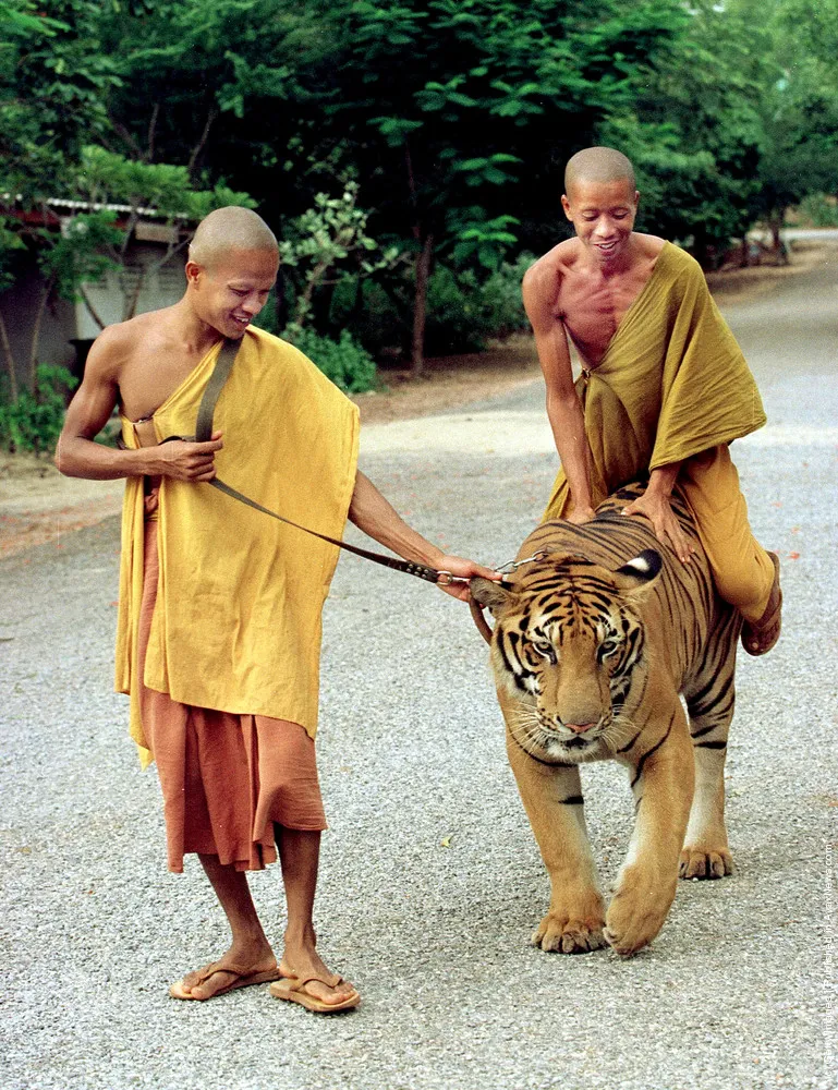 Tigers Raised By Monks In Thailand