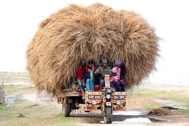 Driver carries paddy straw in small trucks and unloads in Kazipur Upazila, Sirajganj District, Bangladesh on April 22, 2024. (Photo by Syed Mahabubul Kader/ZUMA Press Wire/Rex Features/Shutterstock)