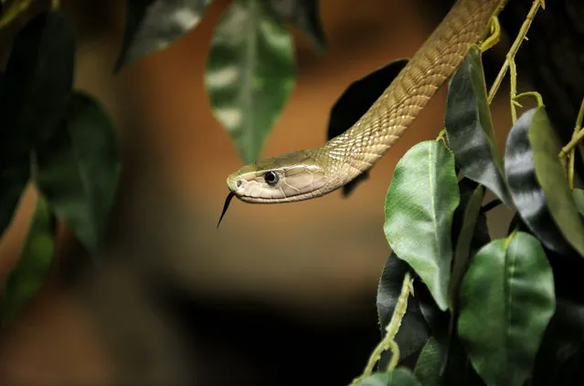 The black mamba (Dendroaspis polylepis). They are actually brown in colour and get their name from the blue-black of the inside of their mouths, which they display when threatened. They live in the savannahs and rocky hills of southern and eastern Africa. They are Africa’s longest venomous snake, reaching up to 14 feet (4,27 m) in length. (Photo by Mikko Stig/Rex Features/Shutterstock)