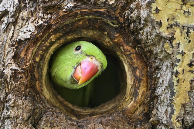 A rose-ringed parakeet perches on a tree in Segmenler Park in the capital of Turkiye, Ankara on May 28, 2024. These rose-ringed parakeets also known as the ring-necked parakeets with origin of tropical Asia and Africa, are one of the few parrot species that have successfully adapted to living in disturbed habitats and urban areas. (Photo by Ismail Kaplan/Anadolu via Getty Images)