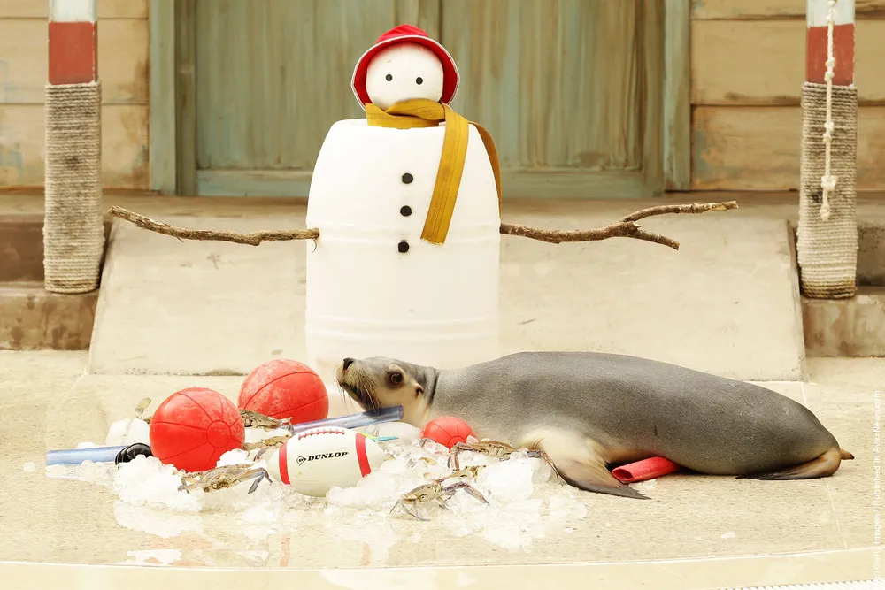 Zoo Animals Receive Christmas Treats