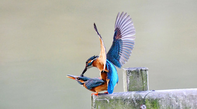 A pair of kingfishers are seen at a park in Fuzhou, capital of southeast China's Fujian Province, April 4, 2017. (Photo by Mei Yongcun/Xinhua via Getty Images)