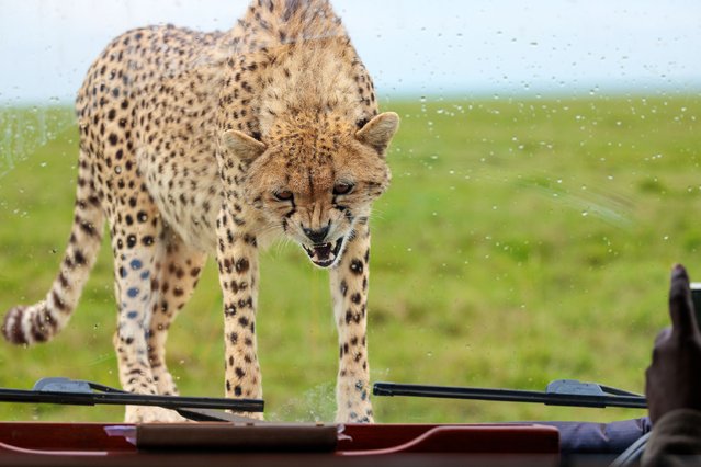 A cheetah jumps on the bonnet of a jeep full of tourists who were there to see wildlife, but ended up getting too close for comfortю Taken in the Serengeti, Tanzania in the second decade of June 2024. (Photo by Ann Aveyard/Animal News Agency)