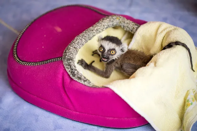 Ring-tailed lemur baby “Heather” sits in a heating slipper on May 3, 2017 at the Affenwald Straussberg animal park in Straussberg, central Germany. “Heather”, probably born on April 10, 2017, was rejected by her mother and is brought up by a keeper now. (Photo by AFP Photo/DPA/Arifoto UG)