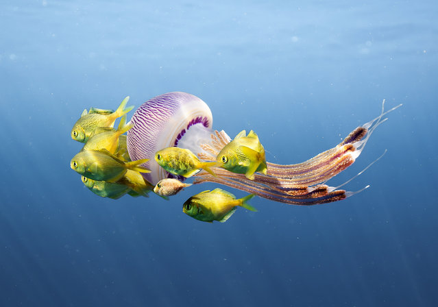 A rare purple pelagia noctiluca jellyfish has made some new friends as fish shoal around it for protection – the jellyfish acts as a floating shield for the fish off the coast of Oahu, Hawaii in January 2024, as they are unaffected by the stings. (Photo by Casey Cooper/Solent News)