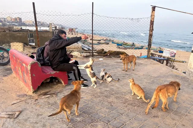 A Palestinian man feeds cats at the beach of Gaza City, March 29, 2022. (Photo by Suhaib Salem/Reuters)