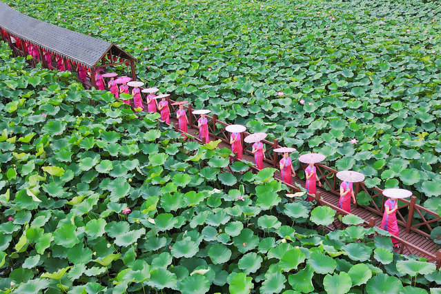 Cheongsam lovers wearing colorful cheongsam walk with oil-paper umbrellas in a lotus pond in Rugao, Jiangsu province, China, July 8, 2024. (Photo by CFOTO/Sipa USA)No Use China)