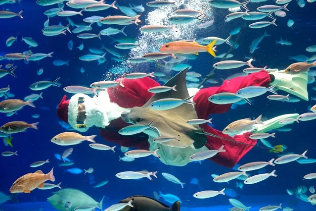 A diver dressed in a Santa Claus costume swims with fish at Sunshine Aquarium in Tokyo on December 13, 2019, during a promotional Christmas show. (Photo by Kazuhiro Nogi/AFP Photo)