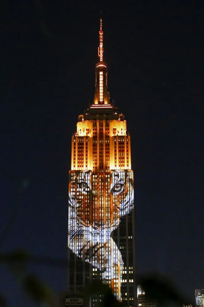 Endangered Animals on Empire State Building