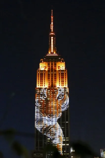 An image of an animal is projected onto the Empire State Building as part of an endangered species projection to raise awareness, in New York August 1, 2015. (Photo by Eduardo Munoz/Reuters)