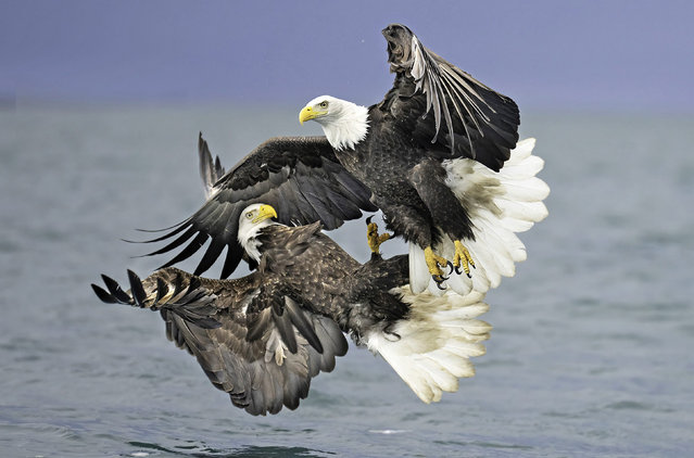 A pair of bald eagles clash in a battle over their next meal in Kachemak Bay, Alaska in the first decade of September 2024. (Photo by Karen Cohen/Solent News)