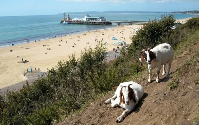 Goats on the cliff top over looking Bournemouth Beach in Dorset on Saturday, May 14, 2022. Temperatures are warming up for the weekend as most of Britain can expect to be bathed in sunshine. (Photo by Andrew Matthews/PA Images via Getty Images)