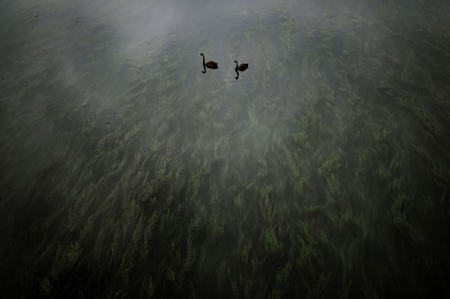 Two black swans swim along a rive in Beijing on September 8, 2024. (Photo by Wang Zhao/AFP Photo)