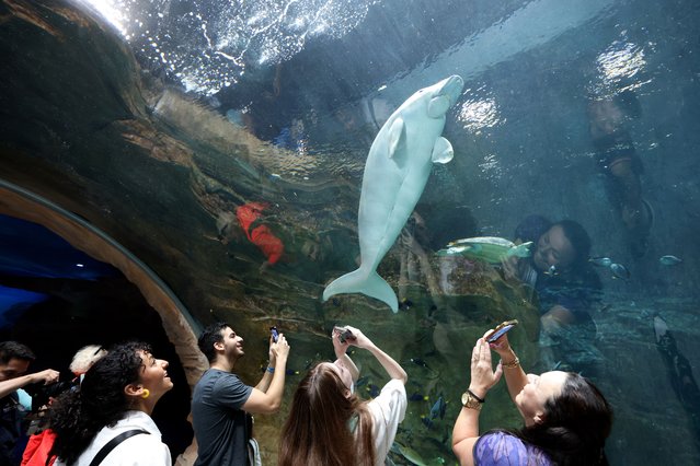 Photo Project: Malquot is a 5 year Dugong at SeaWorld, Abu Dhabi on June 28, 2024. He was rescued in 2019. (Photo by Chris Whiteoak/The National)