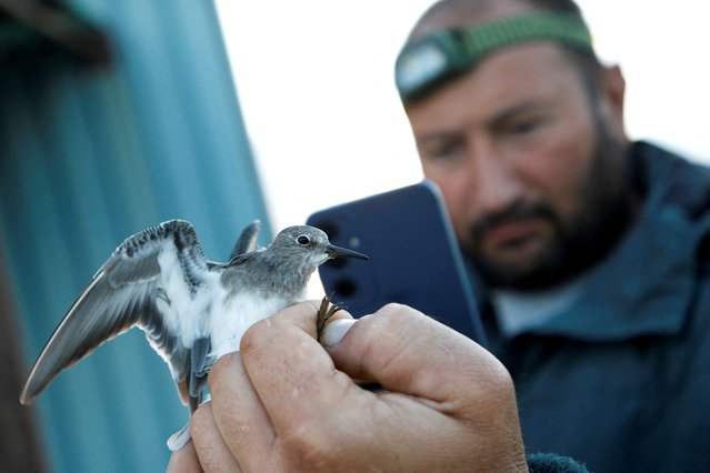 Ornithologist takes picture of a Spotted flycatcher (Muscicapa striata) during the autumn birds ringing in the marshlands of salt fields in Ulcinj, Montenegro, on September 19, 2024. (Photo by Stevo Vasiljevic/Reuters)