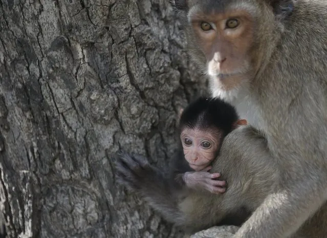 A baby monkey is with its mother at the Wat Khao Takiab temple area in Hua Hin city, Prachuap Khiri Khan Province, Thailand, 15 July 2017. (Photo by Narong Sangnak/EPA/EFE)