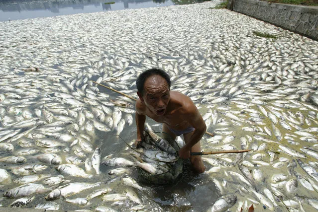 A worker cleans away dead fish at a lake in Wuhan, central China's Hubei province July 11, 2007. More than 50,000 kilograms (110,000 pounds) of fish died due to pollution and hot weather in the lake, local media reported. (Photo by Reuters/China Daily)