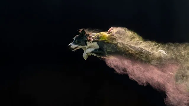 A dog zooms past in a cloud of multi-coloured dust in Walcote, Leics early May 2022. Uldis Krievs, the photographer, recreated the work of another artist – but with dogs – by covering his models in Holi paint and snapping them as they leapt over jumps. (Photo by Uldis Krievs/Instagram)