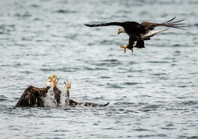 Two bald eagles lock talons in a fierce battle above a coastal inlet in an inlet area off the Puget Sound near Seattle, on the western coast of the United States in July 2022. The ferocious birds of prey were tussling for dominance over the water, in which they compete for fish to eat. (Photo by Rajiv Mongia/Solent News & Photo Agency)