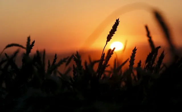 Ears of wheat are seen during sunset on a field of the Solgonskoye farming company near the village of Talniki, southwest from Siberian city of Krasnoyarsk, Russia, August 27, 2015. (Photo by Ilya Naymushin/Reuters)