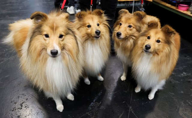 Shetland Sheepdogs attend the final day of the Crufts dog show in Birmingham, Britain, on March 9, 2025. (Photo by Temilade Adelaja/Reuters)