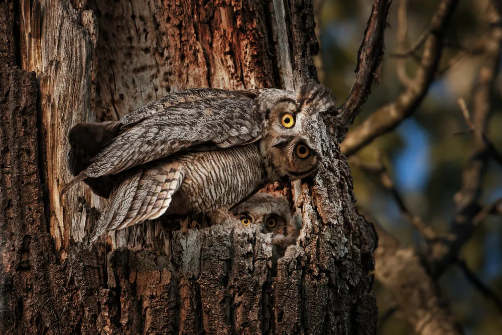 2014 National Geographic Photo Contest, Week 6