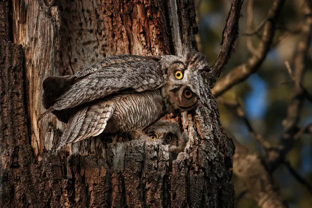 “Whooo you lookin' at?” Mother and baby owl in the nest. Photo location: Southwest Idaho. (Photo and caption by Glen Hush/National Geographic Photo Contest)