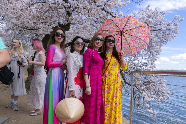 Visitors take pictures as they walk along the Tidal Basin as cherry trees enter peak bloom this week in Washington, Sunday, March 30, 2025. (Photo by Jose Luis Magana/AP Photo)
