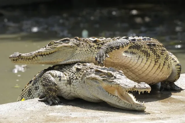 Siamese crocodiles are seen at Siracha Moda Farm in Chonburi province, eastern Thailand on November 7, 2022. Crocodile farmers in Thailand are suggesting a novel approach to saving the country’s dwindling number of endangered wild crocodiles. They want to relax regulations on cross-border trade of the reptiles and their parts to boost demand for products made from ones raised in captivity. (Photo by Sakchai Lalit/AP Photo)