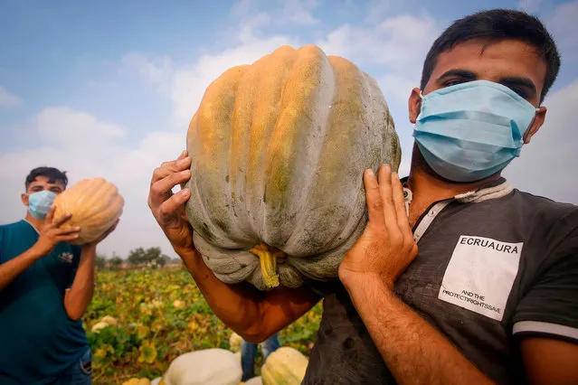 Palestinian farmers carry pumpkins in a field in Gaza City on July 5, 2020. (Photo by Mohammed Abed/AFP Photo)