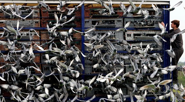 Pigeons are released during the start of Up North Combine race in Worksop, Britain on April 18, 2025. (Photo by Lee Smith/Reuters)