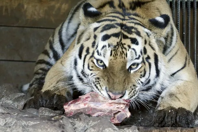 Bartek, a 2-year-old Amur tiger, eats a slab of meat inside his open-air cage as zoo keepers mark the upcoming Day of the Amur Tiger and the Far Eastern Leopard at the Royev Ruchey zoo in the suburbs of Krasnoyarsk, Siberia, September 25, 2015. The international day for the protection of Amur tigers and far eastern leopards will be celebrated at the zoo on September 26, according to zoo employees. (Photo by Ilya Naymushin/Reuters)
