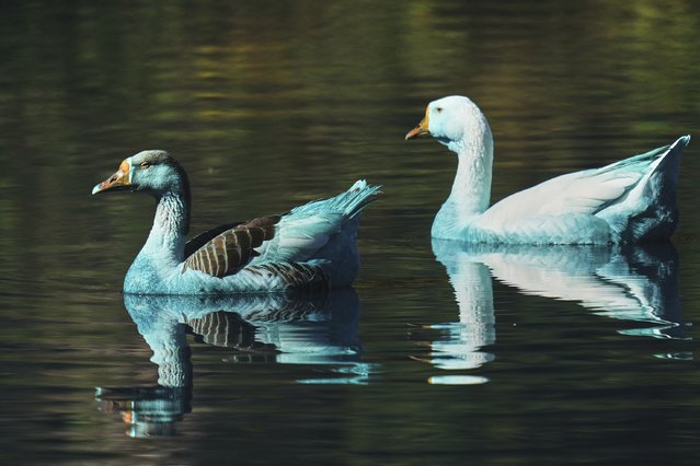Geese stained blue swim in the Tulipas stream after a truck accidentally spilled chemical dye into the water in Jundiai, Brazil, Friday, May 16, 2025. (Photo by Andre Penner/AP Photo)
