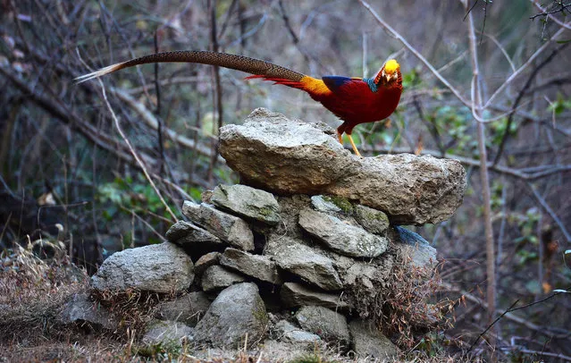 A golden pheasant is seen in a forest near Longting Town, Yangxian County, northwest China's Shaanxi Province, January 19, 2018. (Photo by Liu Xiao/Xinhua/Barcroft Images)