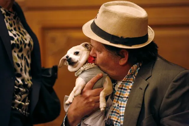 Dean Clark kisses Frida, a female Chihuahua, while waiting for the San Francisco Board of Supervisors to issue a special commendation naming Frida “Mayor of San Francisco for a Day” in San Francisco, California November 18, 2014. (Photo by Stephen Lam/Reuters)