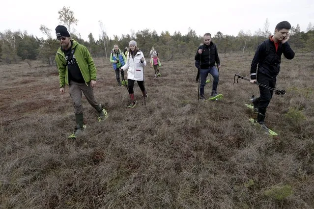 People use snowshoes during a tour of the Great Kemeri Bog, Latvia, October 17, 2015. (Photo by Ints Kalnins/Reuters)
