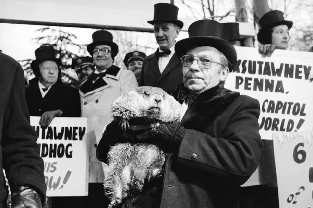 Jim Means holds up a sleepy Punxsutawney Phil at daybreak, February 2, 1980, in Punxsutawney, Penn., in front of a crowd of anxious people.  The groundhog saw his shadow and proclaimed six more weeks of winter.  Means cares for Phil throughout the year in the animal's home in the town library. (Photo by AP Photo)
