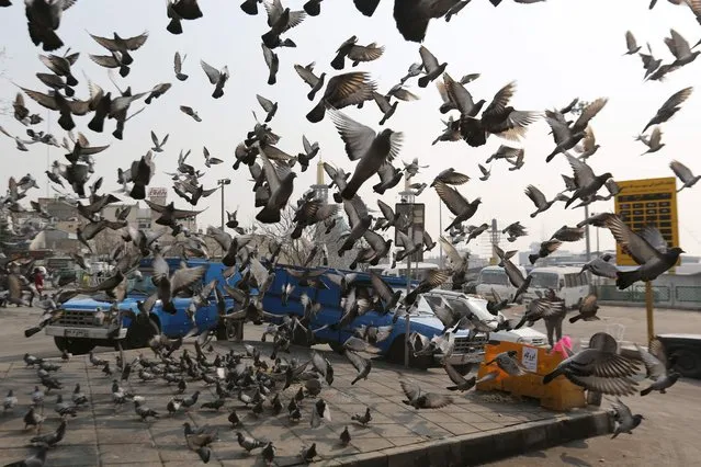 Pigeons fly off in nothern Tehran's Tajrish Square on January 25, 2023. The EU and Britain slapped yesterday another round of sanctions on Iran, which has been rocked by protests since the September 16 death of Amini, a 22-year-old Iranian Kurd who had been arrested for allegedly breaching the country's strict dress code for women. The Islamic republic Iran vowed it will respond, warning of tit-for-tat measures. (Photo by Atta Kenare/AFP Photo)