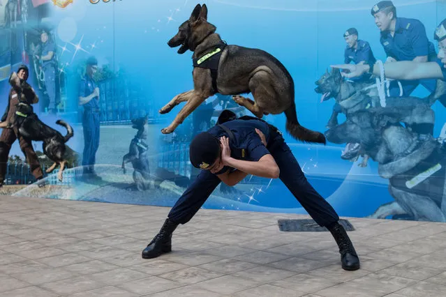 A Hong Kong Correctional Services Dog Unit (CSDU) officer demonstrates training at the CSDU training facility in Stanley, Hong Kong, China, 27 February 2018. The Hong Kong CSDU consists of 29 staff members divided across six dog teams. According to the department's latest figure from 2017, the average daily penal population of Hong Kong was 8,529. (Photo by Jérôme Favre/EPA/EFE)