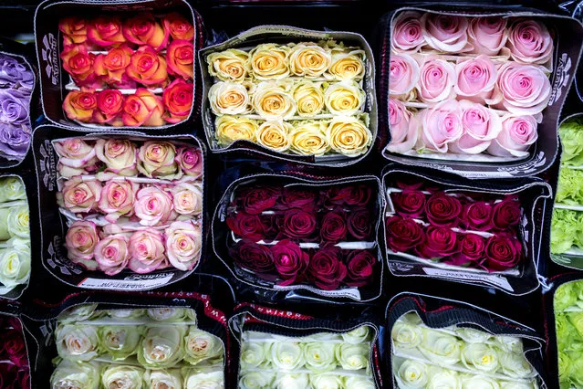 Roses for sale at Rizhsky Flower Market ahead of International Women' s Day in Moscow, Russia on March 7, 2018. (Photo by Sergei Bobylev/TASS)