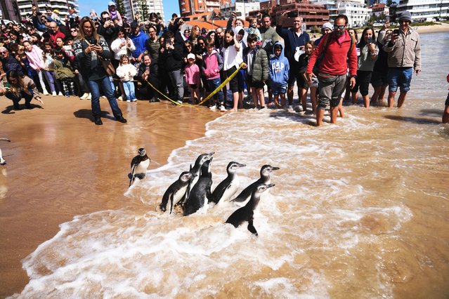 Magellanic penguins wade into the ocean during a release after undergoing a rehabilitation process, in Punta del Este, Uruguay, Wednesday, September 24, 2025. (Photo by Matilde Campodonico/AP Photo)