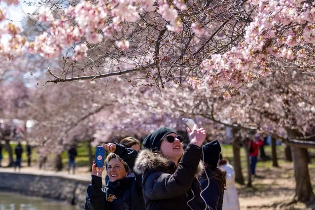 People converge on the Tidal Basin to check out the cherry blossoms on March 19, 2023 in Washington, DC. The colder temps did not stop people from visiting the area to see the trees, which is expected to hit full bloom this week. (Photo by Tasos Katopodis/Getty Images)