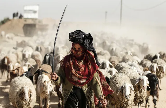 A Palestinian woman herds sheep near the Gaza-Israel border on the outskirts of Gaza City, on March 27, 2018. (Photo by Mahmud Hams/AFP Photo)